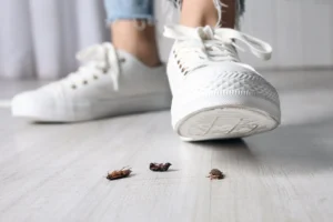 cockroach