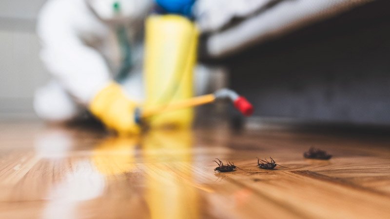 Pest control in Weymouth, MA