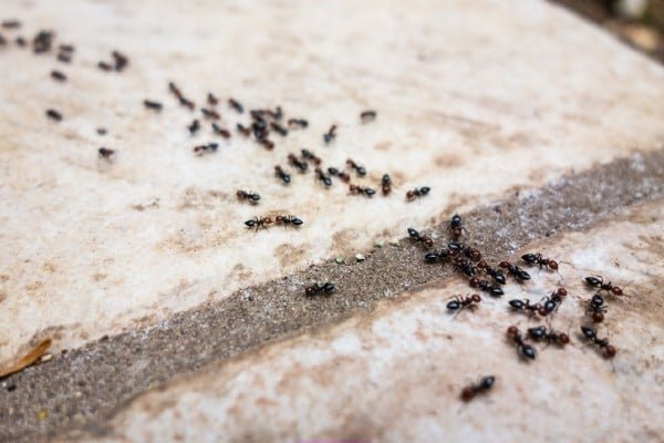 Ants along pavement