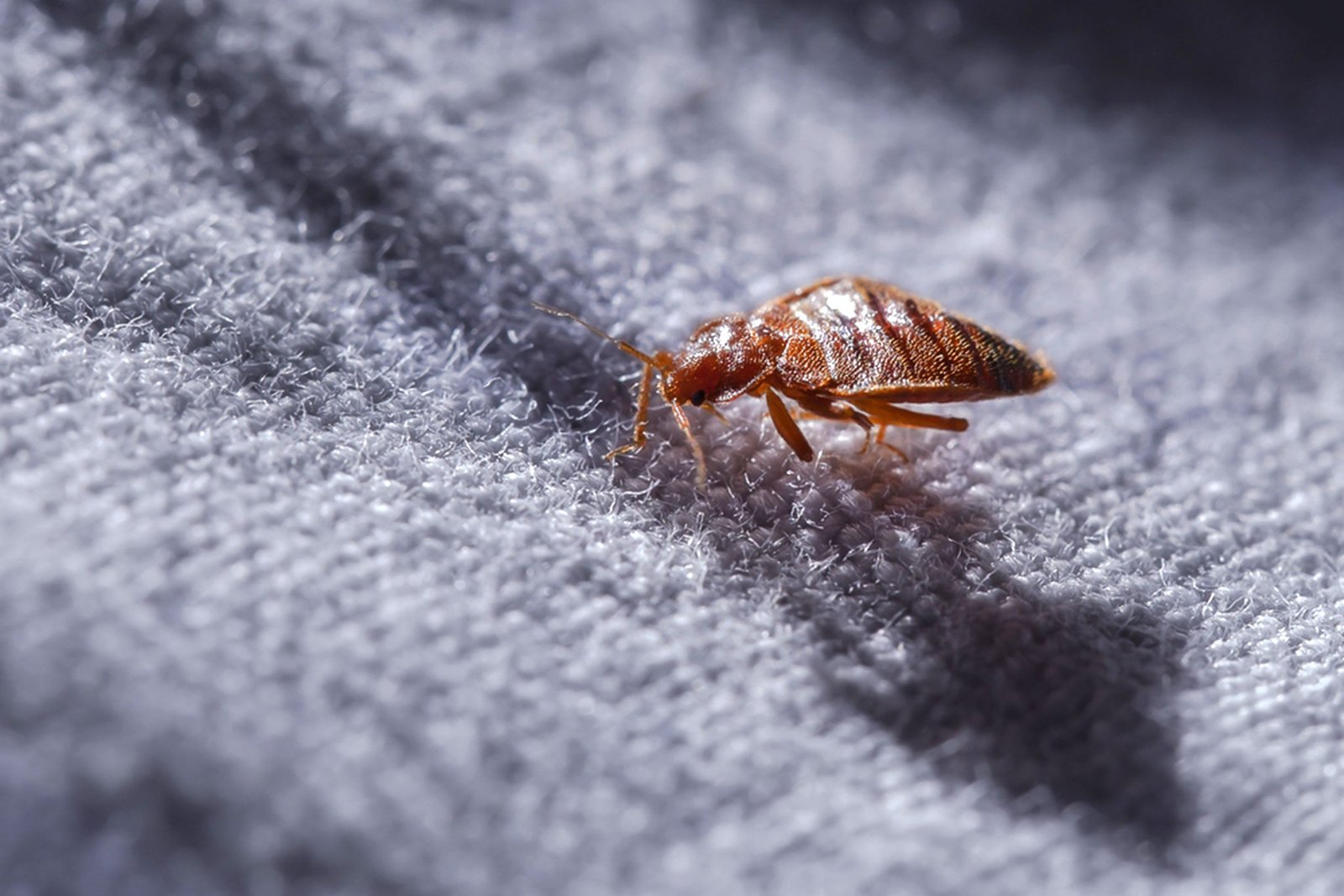 Bed Bug Treatment in Hingham MA