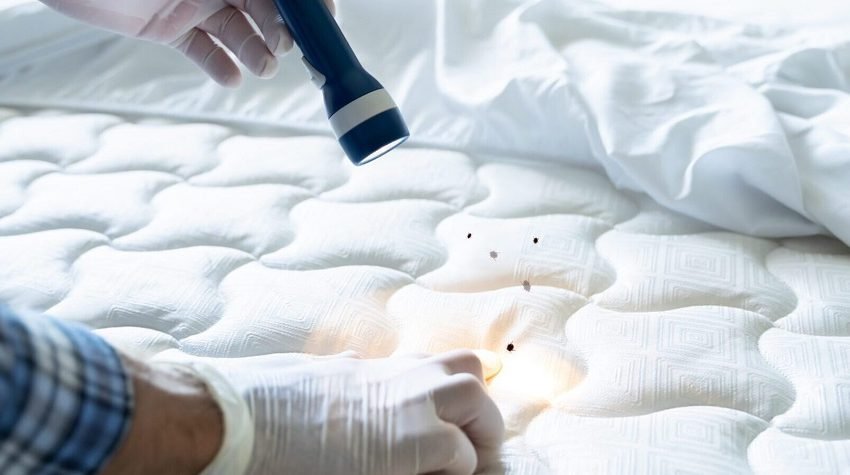 Bed Bug Removal