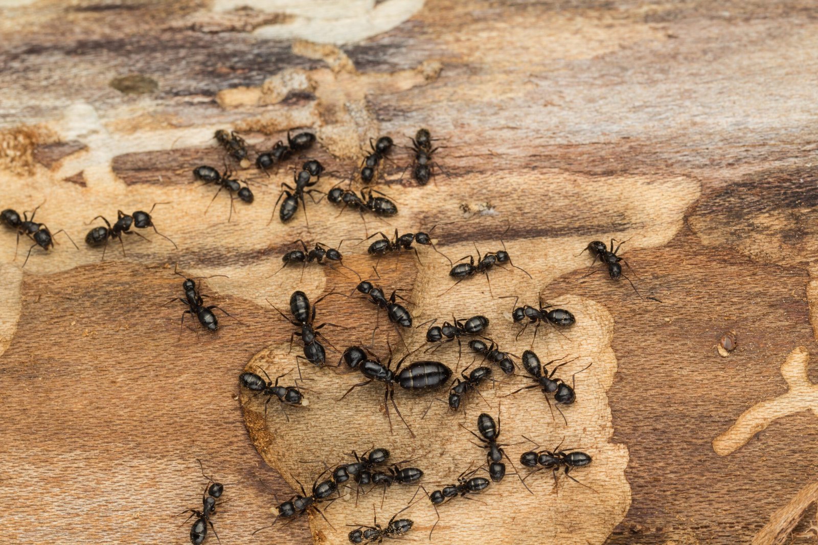 Carpenter Ants Control