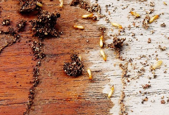 Our expert pest services