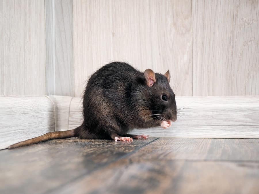 Rodent Control Services