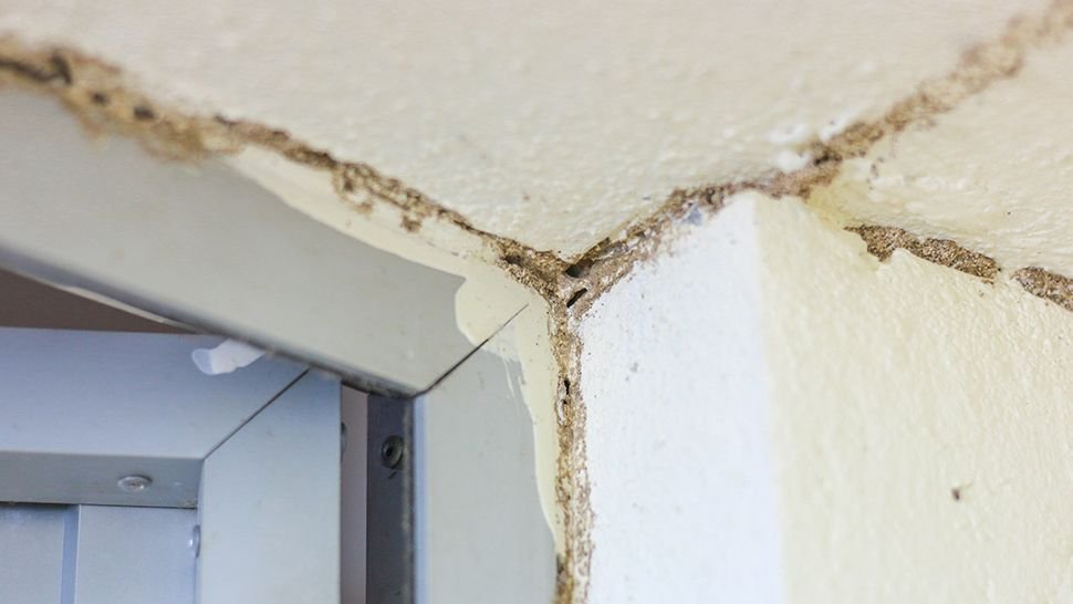 Smart Termite Control