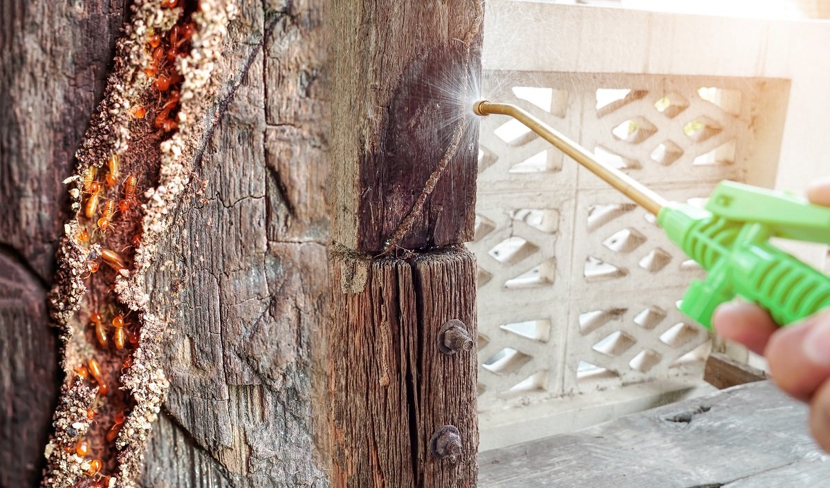 Termite Treatment