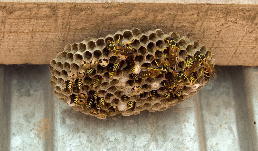 Wasp Infestation?