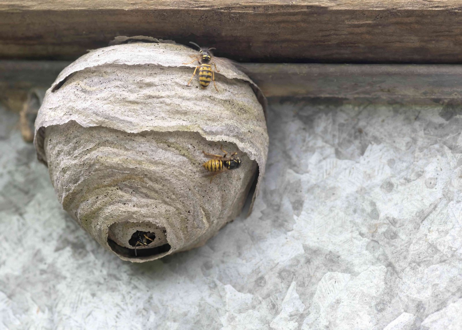 Wasp Nest Removal