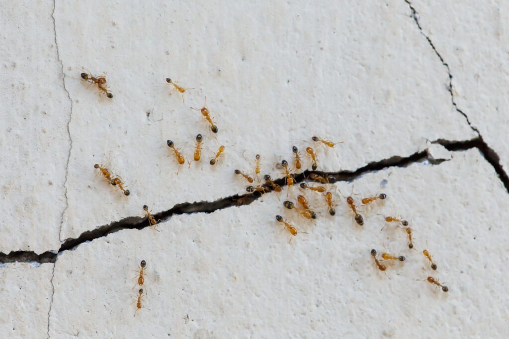 Reliable Ant Control in Braintree