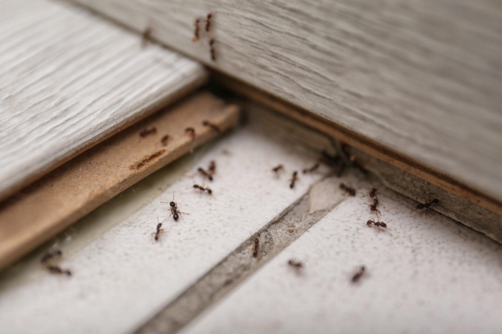 Reliable Ant Control
