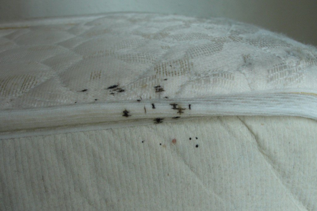 Best Bed Bug Treatment in Braintree
