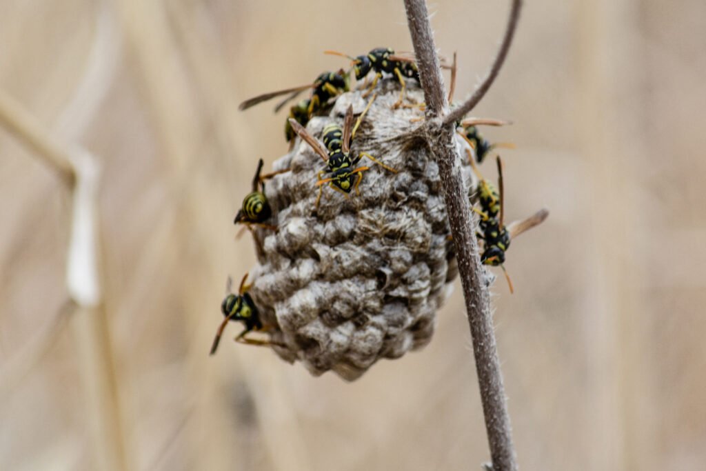 Immediate Wasp Nest Removal