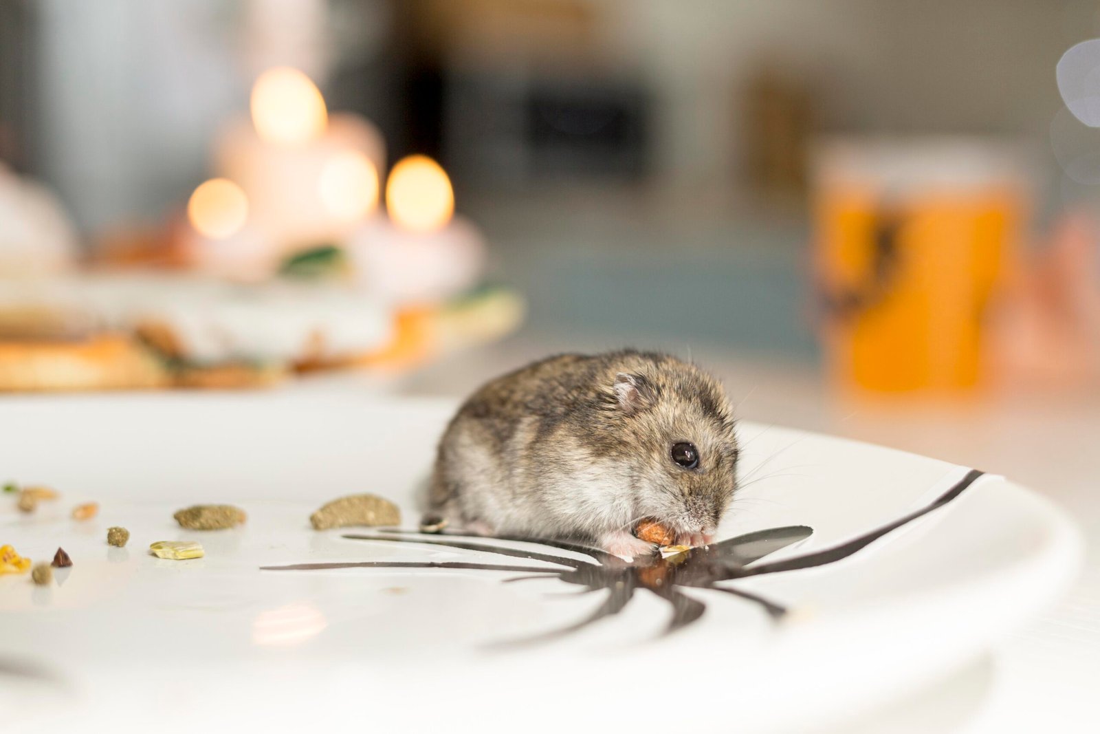 trusted rat exterminator in Braintree