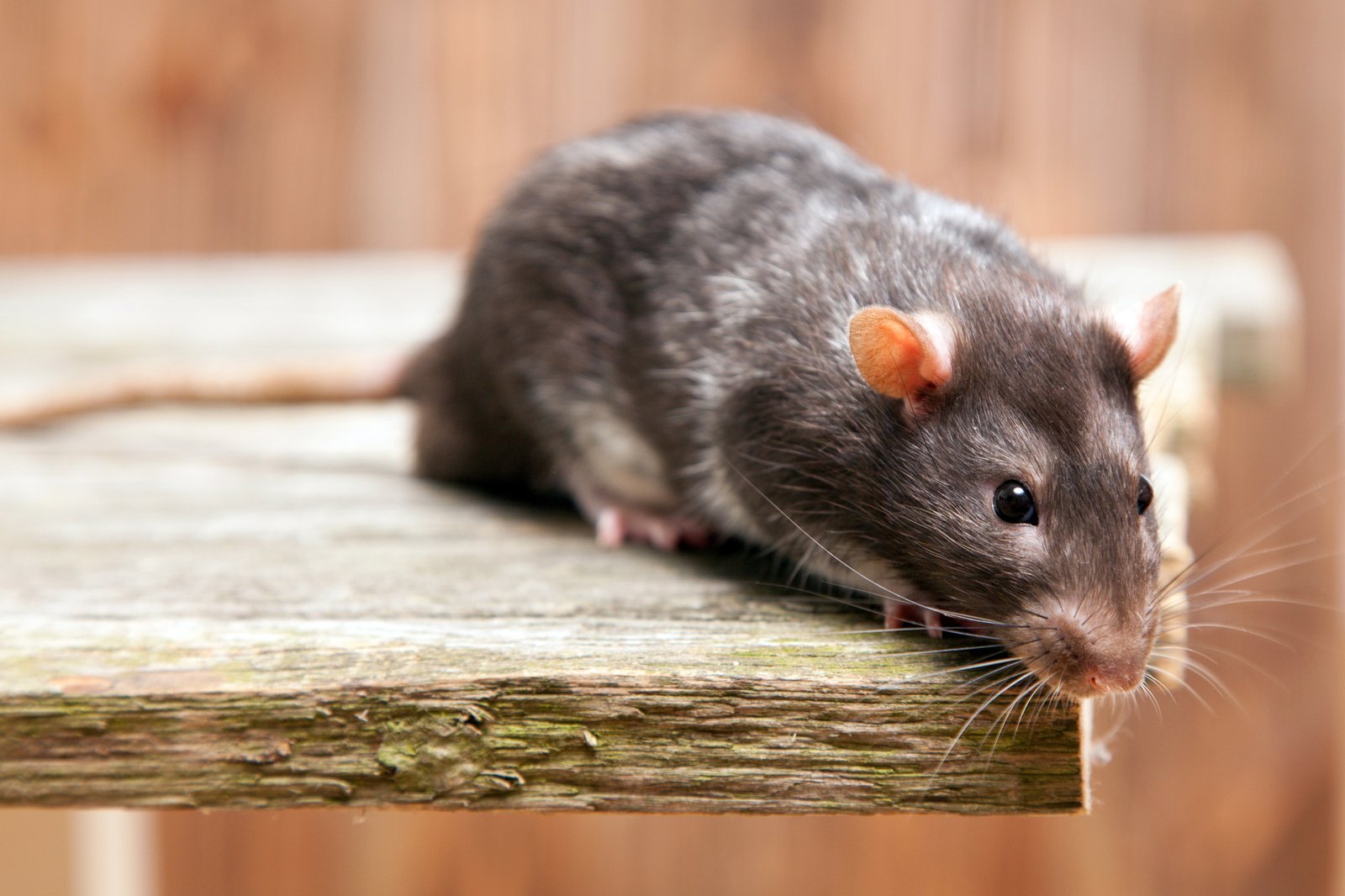 Rodent Control in Milton MA