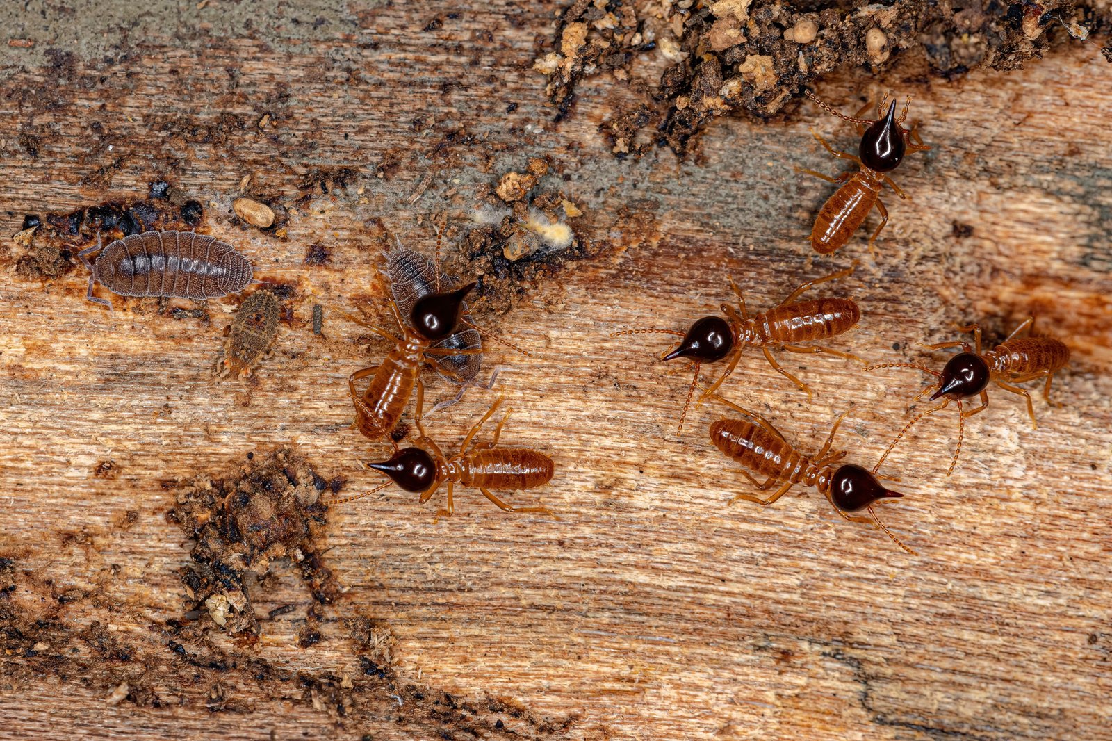 Termite Evaluation