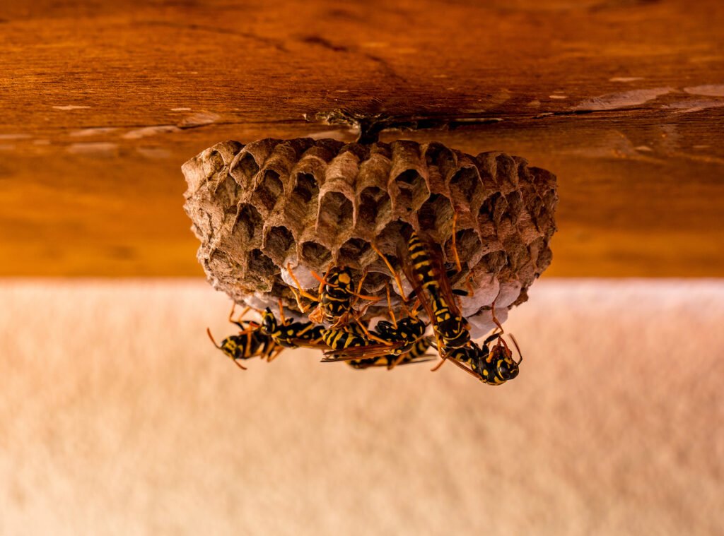 Swift Wasp Nest Removal