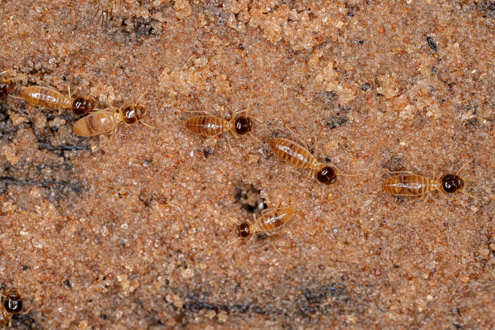 Reliable Termite Control