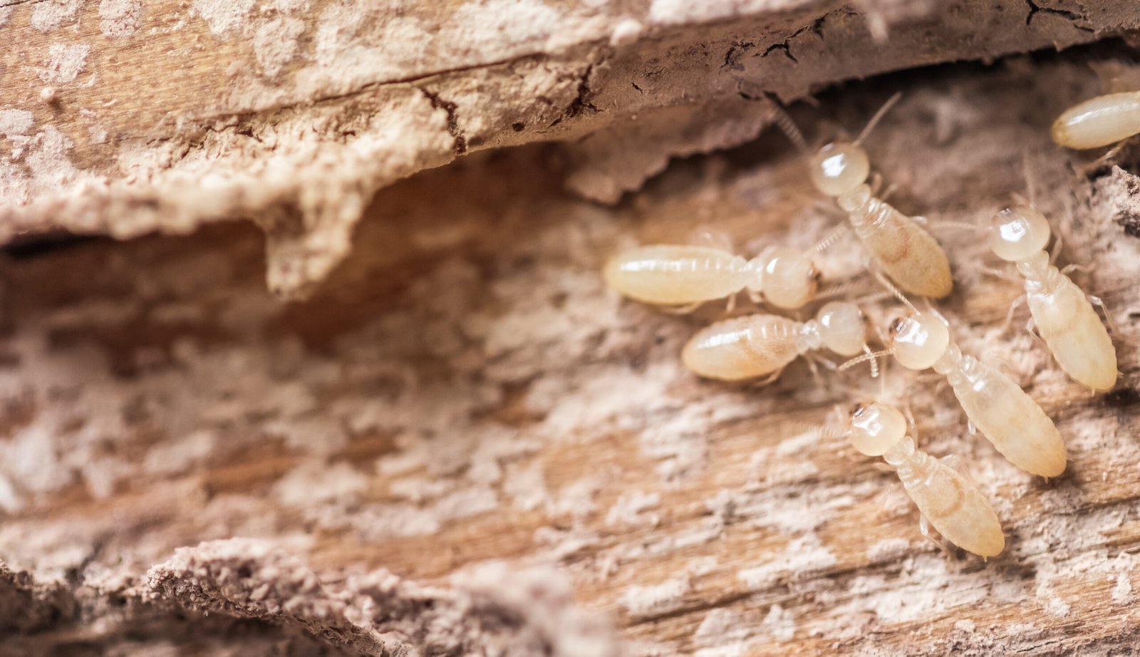 Termite inspection
