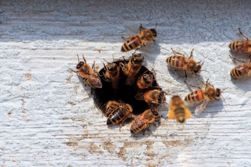 Emergency nest removal services