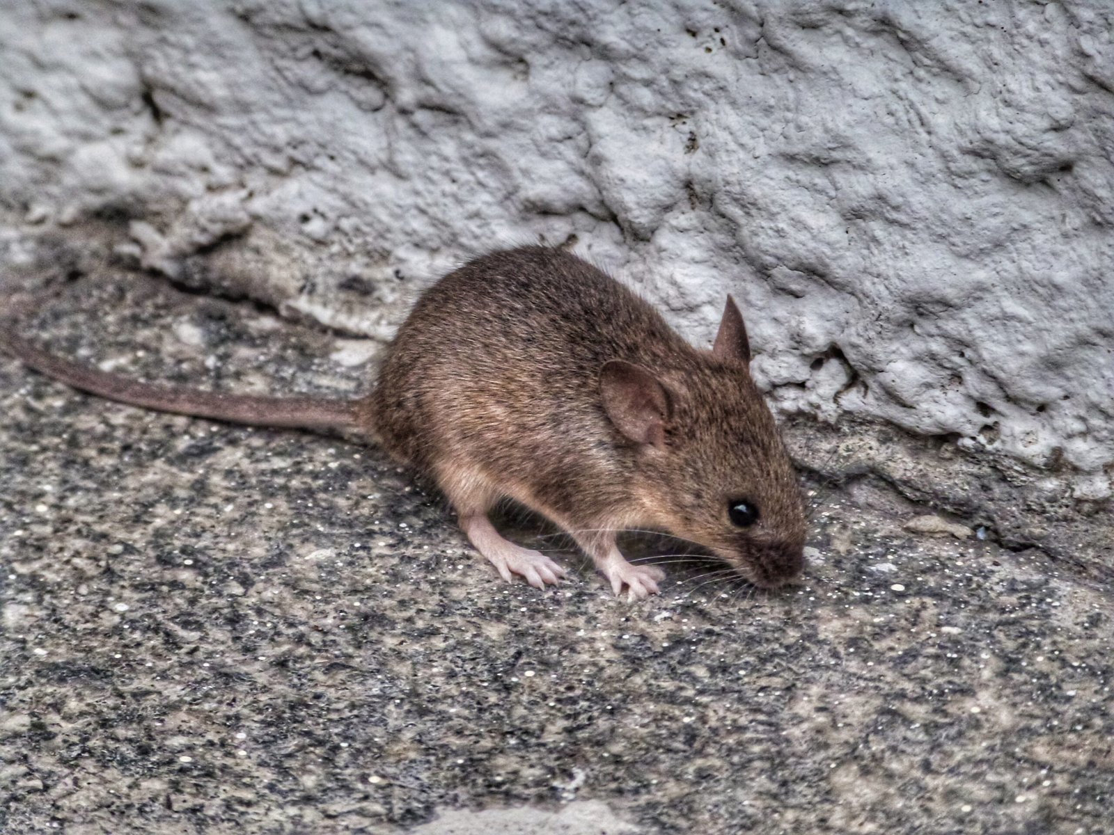 Safe, effective rodent elimination