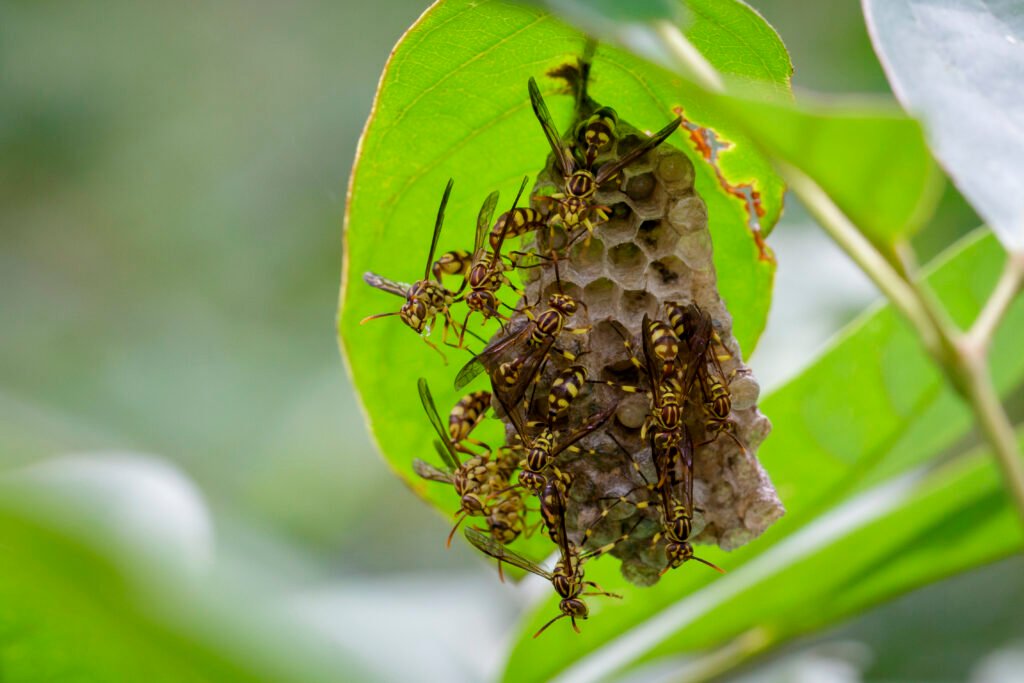 Hornet exterminator in Brockton