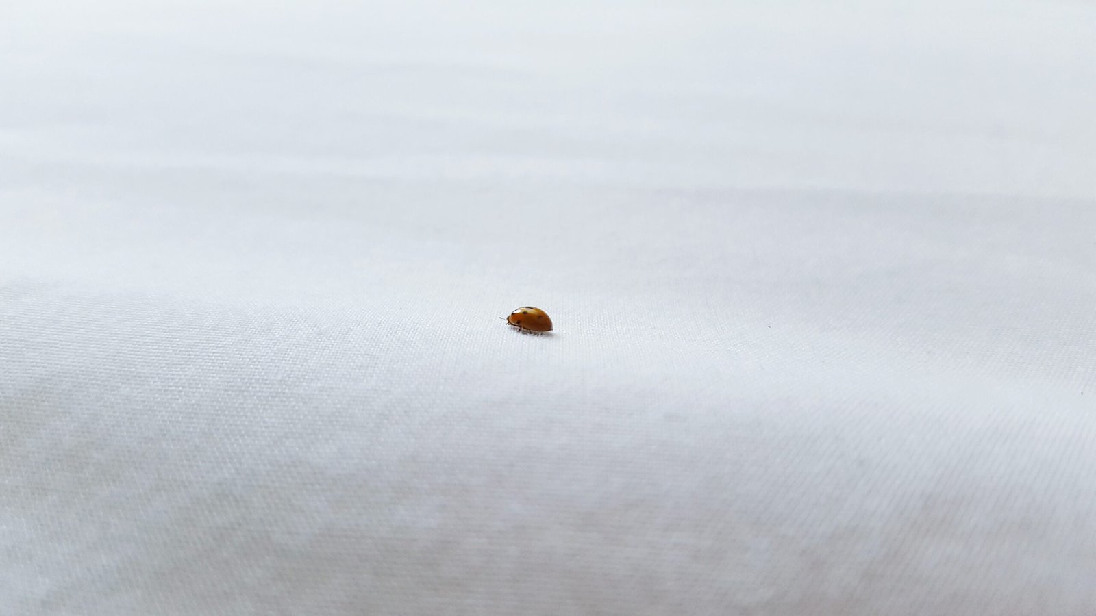 Bed bug problems