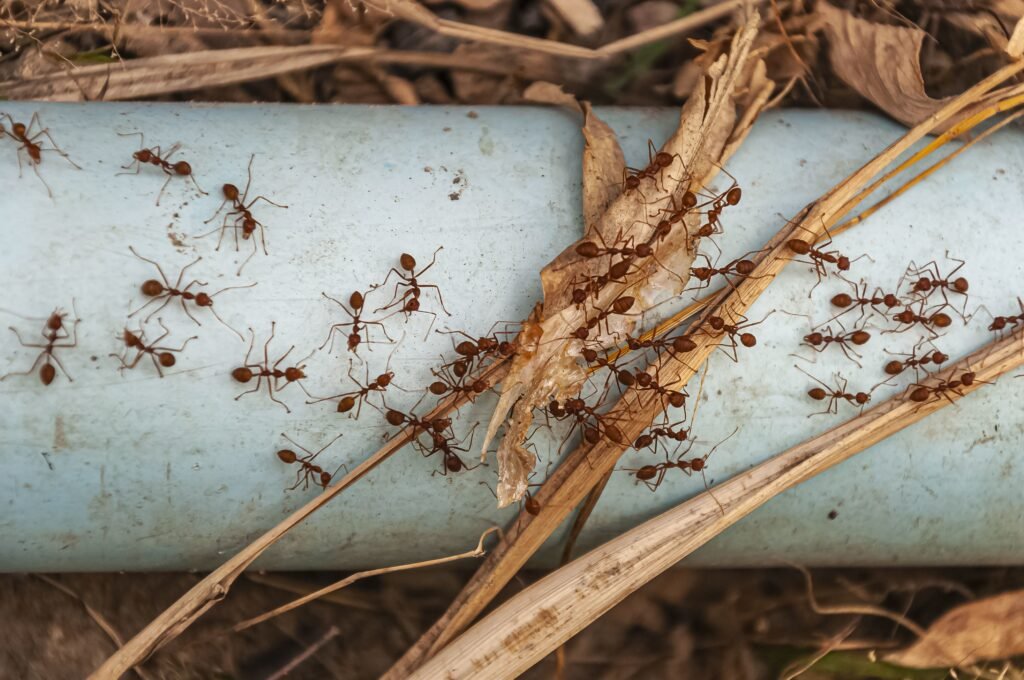 Indoor and outdoor ant control