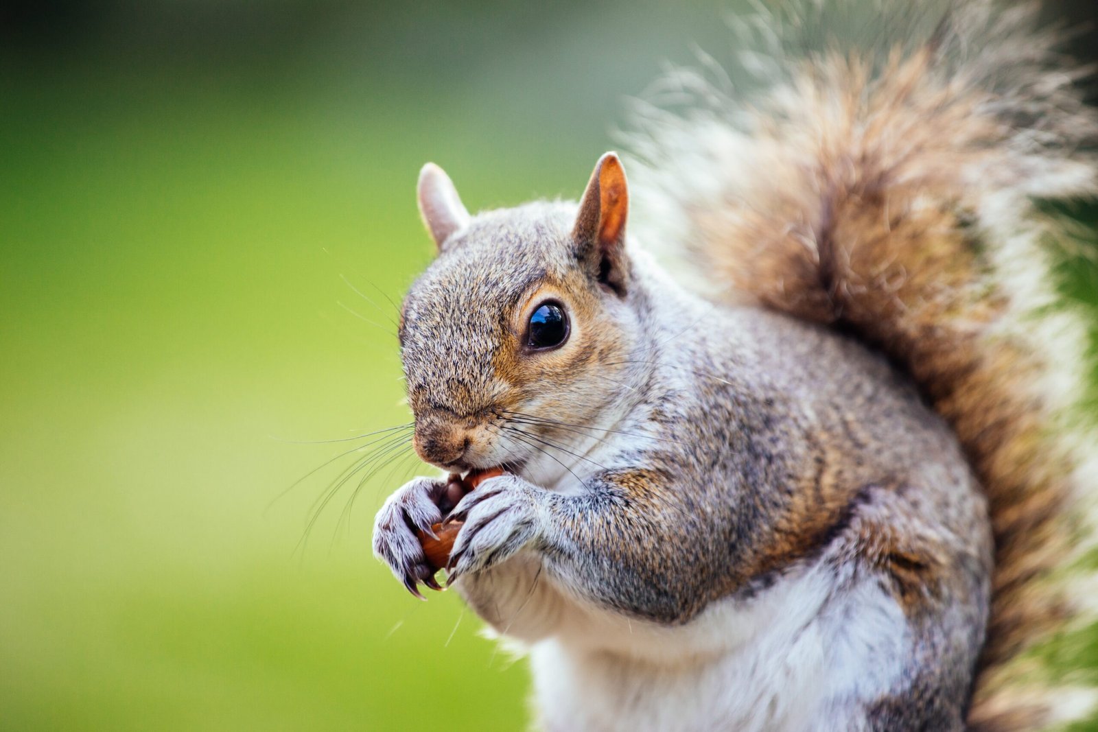 Humane trapping and exclusion of squirrels