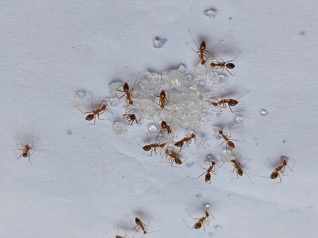 Ant invasions