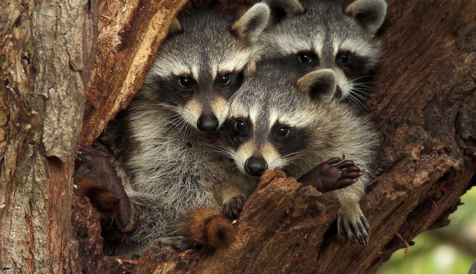 Humane Wildlife Removal