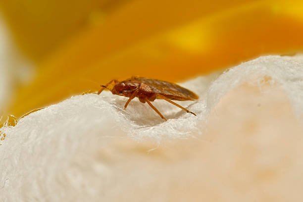 Restore Comfort with Bed Bug Treatment