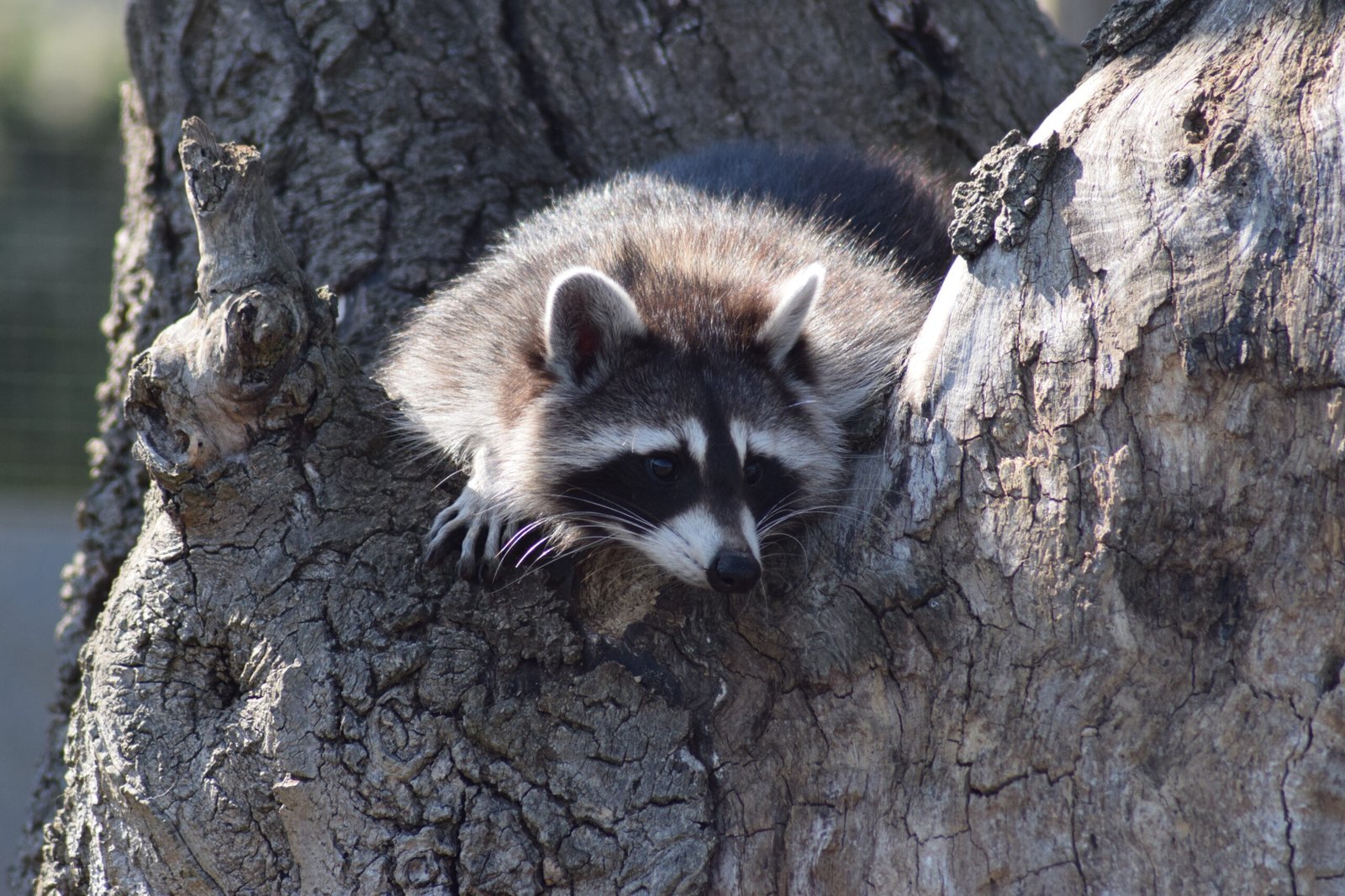 Raccoon trapping and relocation