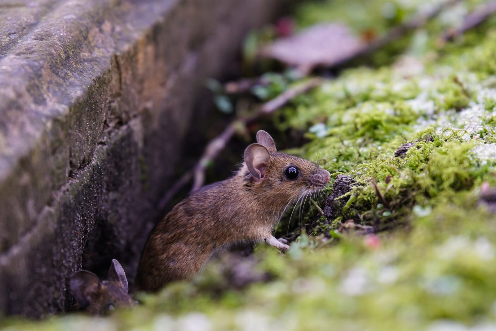 Hassle-Free Rodent Control