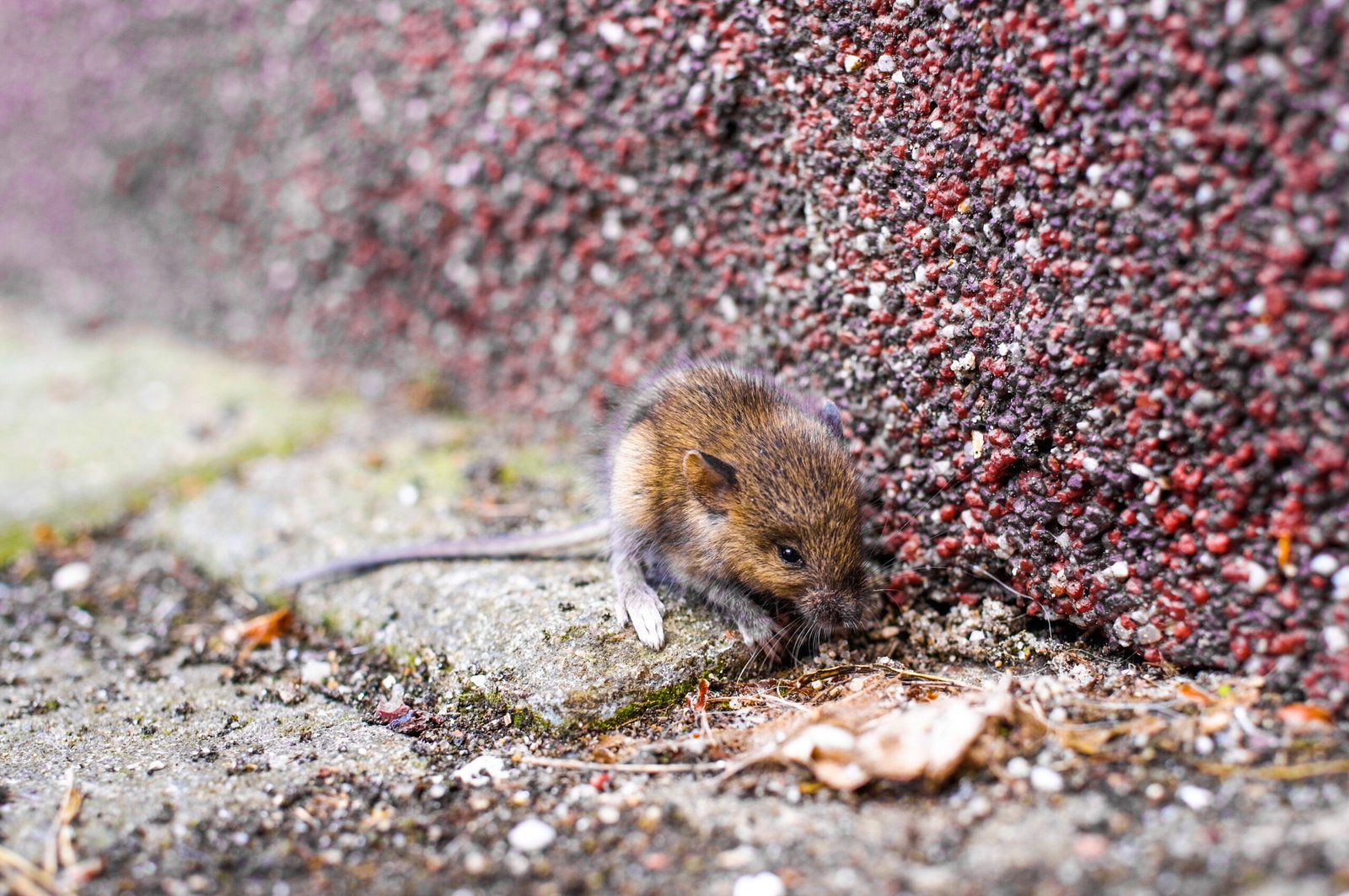 Trusted Rodent Control in Allston