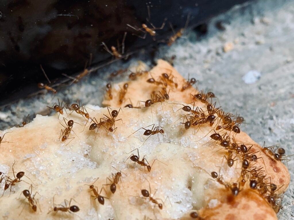 Ant Problems