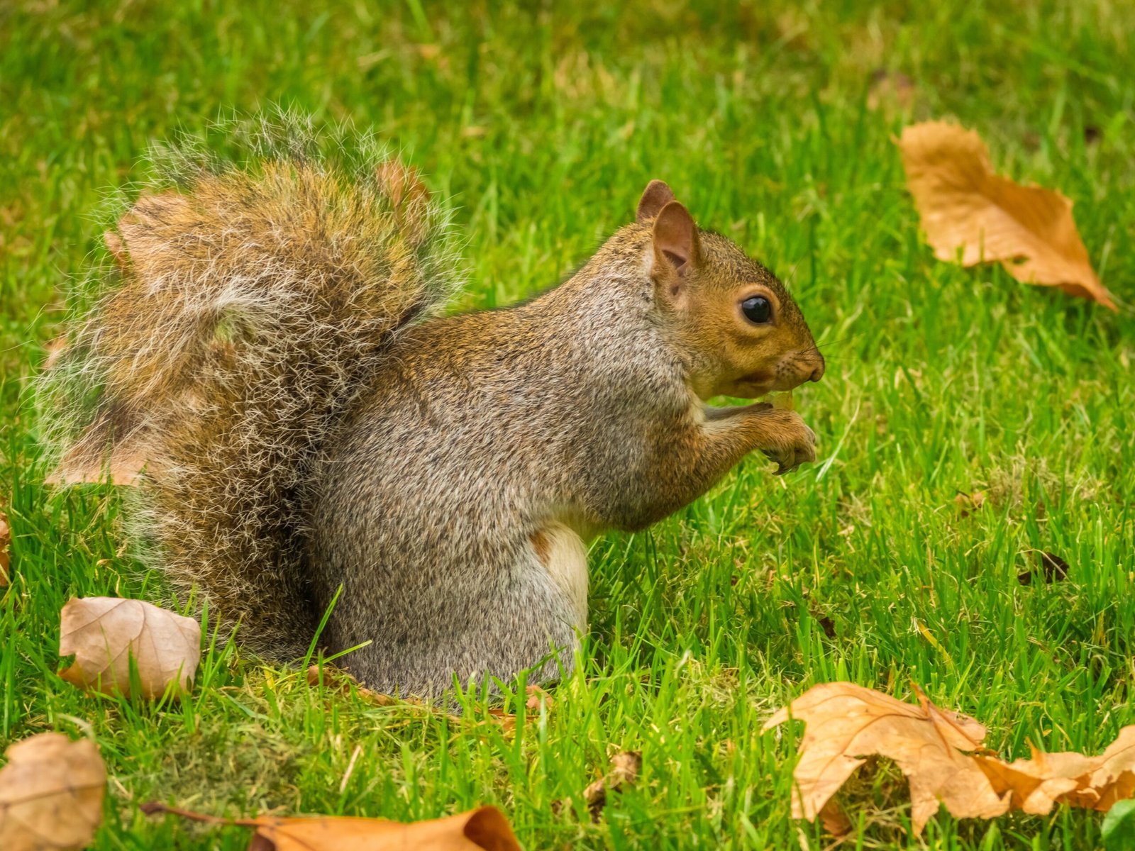 Squirrel issues are handled with safe, non-lethal exclusion methods