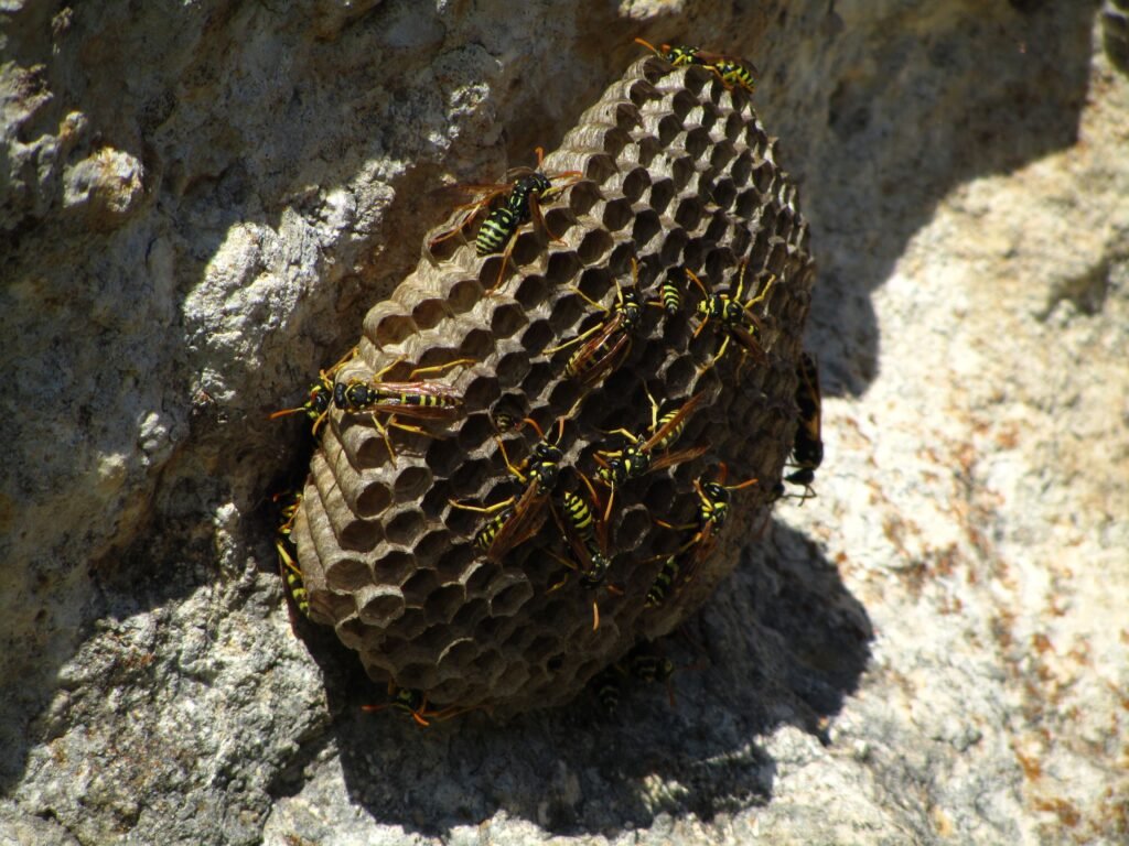 Professional Wasp Nest Removal