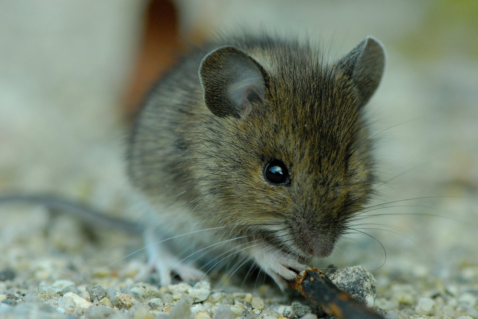 Effective rodent removal