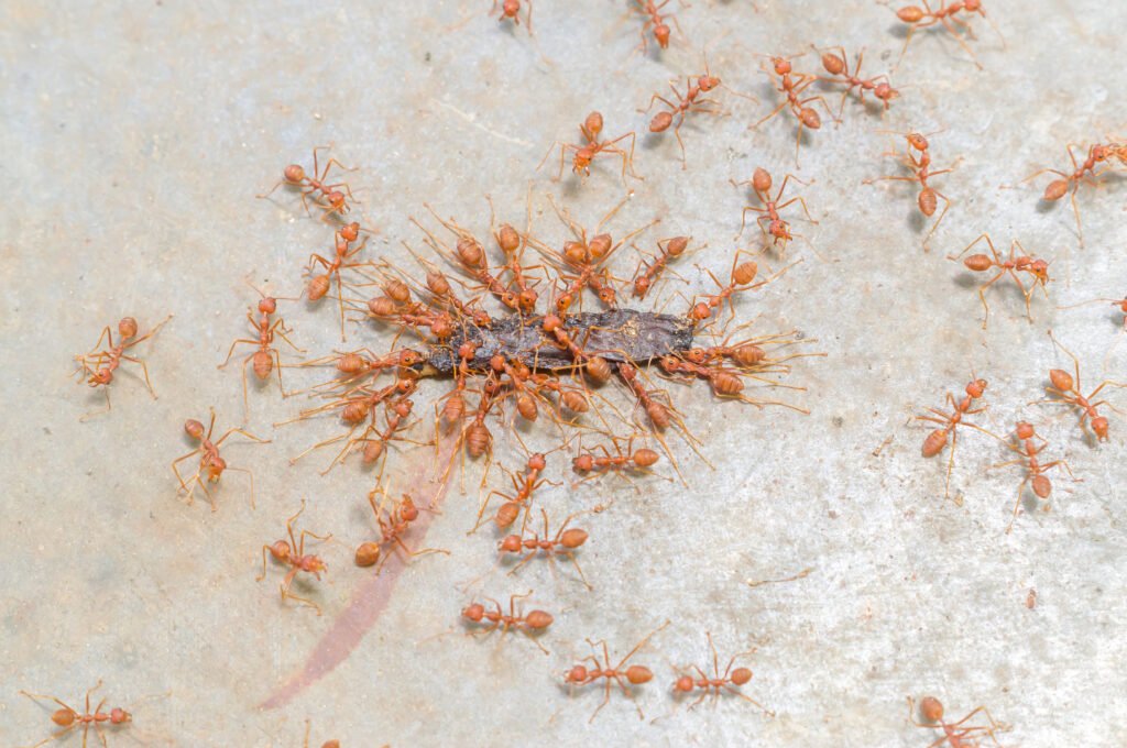 Preventive planning to keep your home ant-free