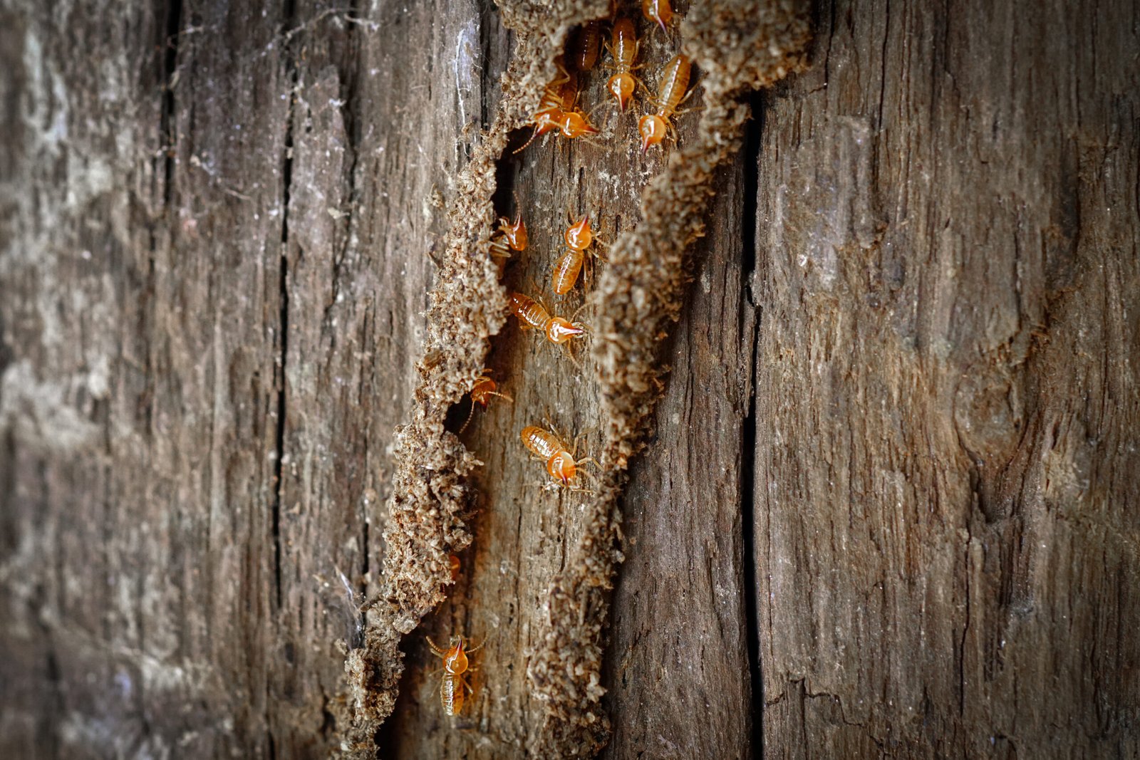 Termite Control in Allston MA