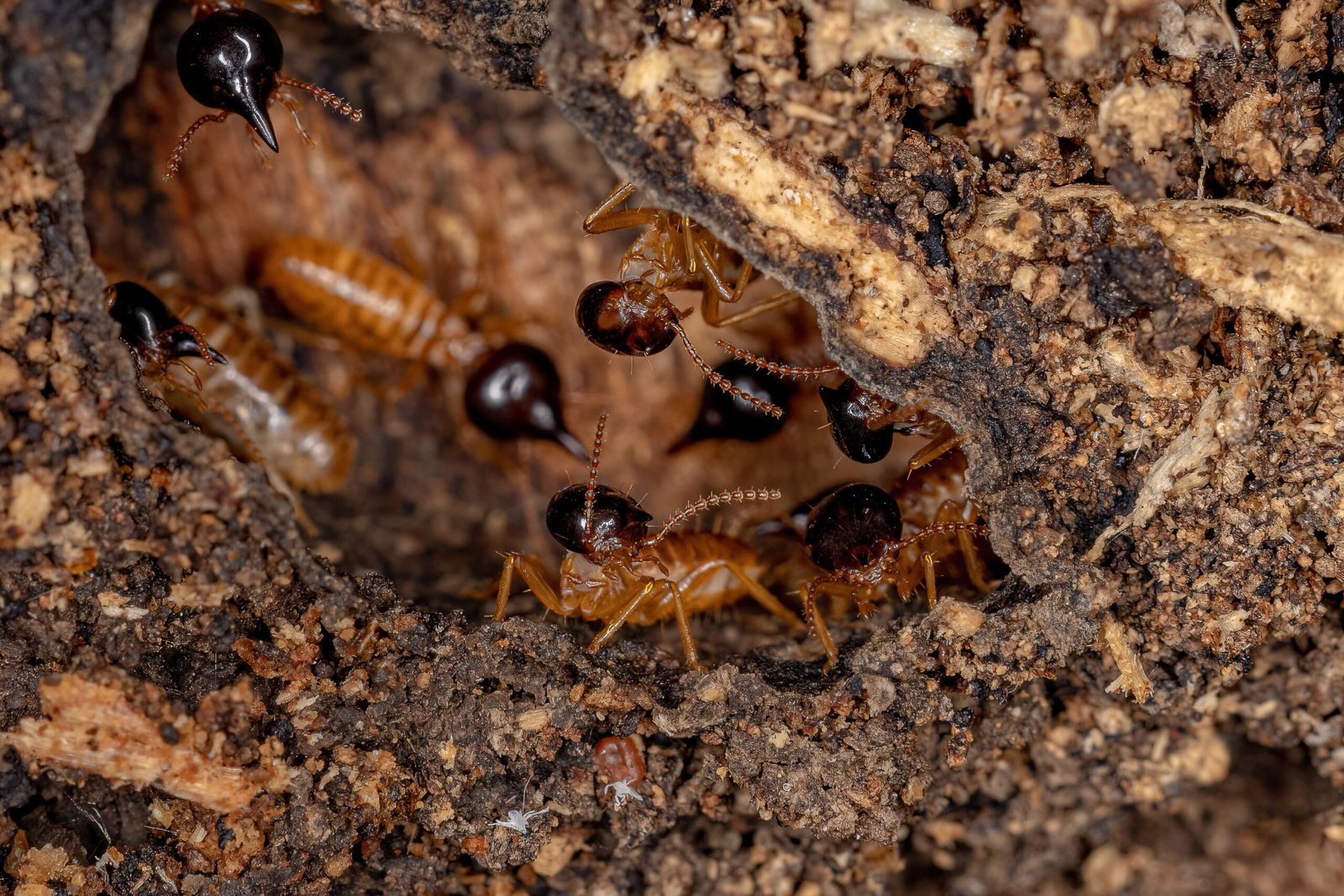 Adult Nasute Termites