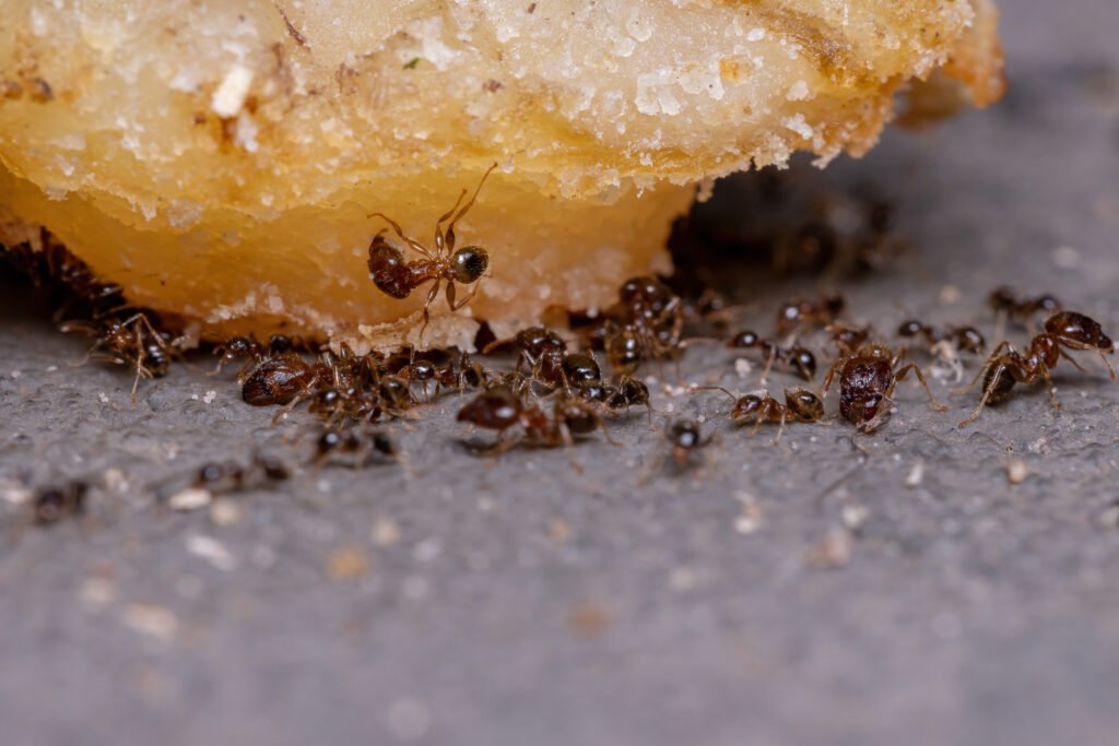 Ant infestation in Kitchen