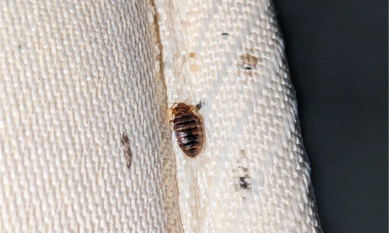 Chemical treatments for Bed bugs
