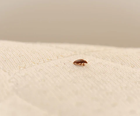 bed bugs be elimination