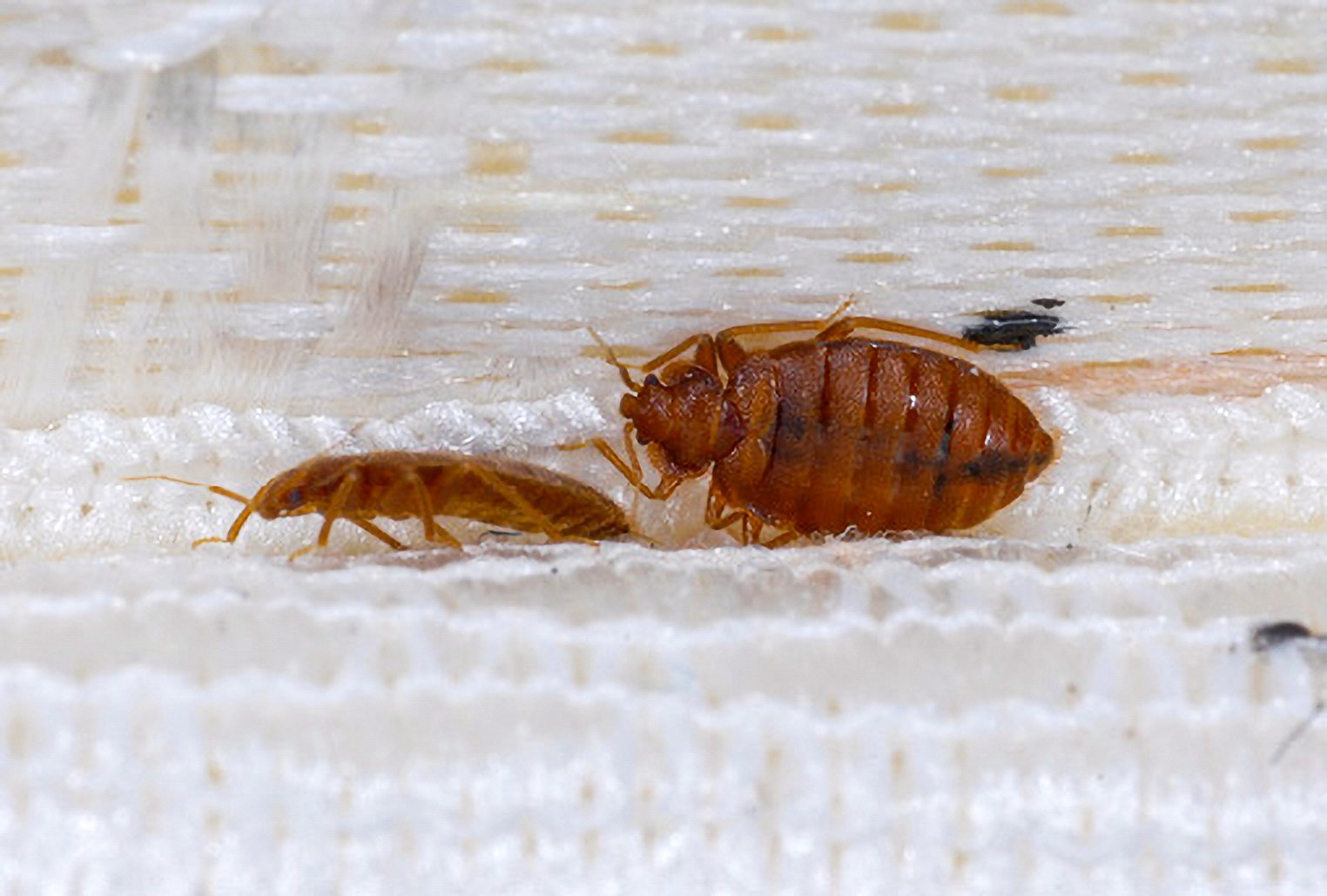 Confidential and Dependable Bed Bug Treatment