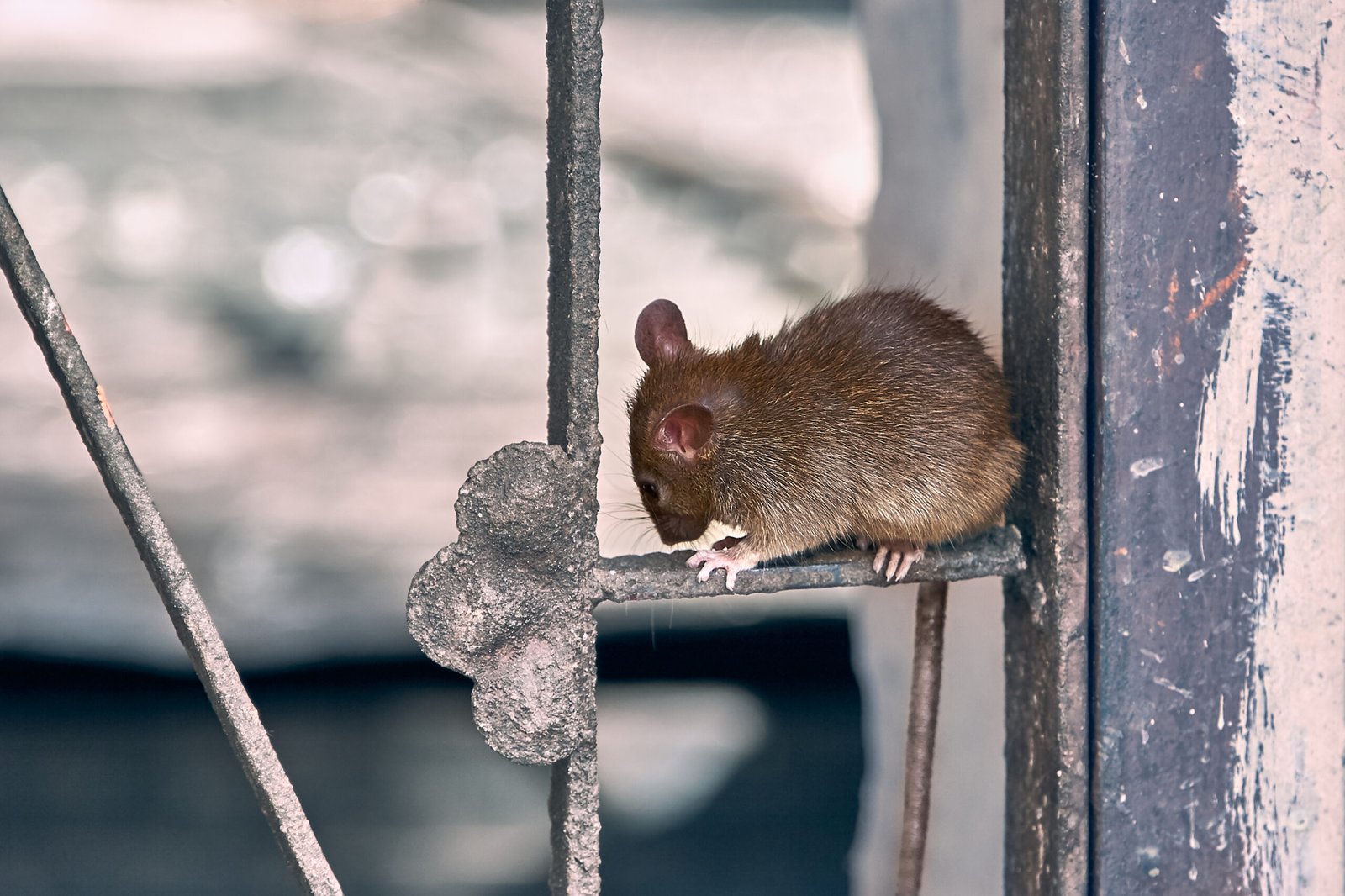 Effective Rodent Control in East Bridgewater, MA