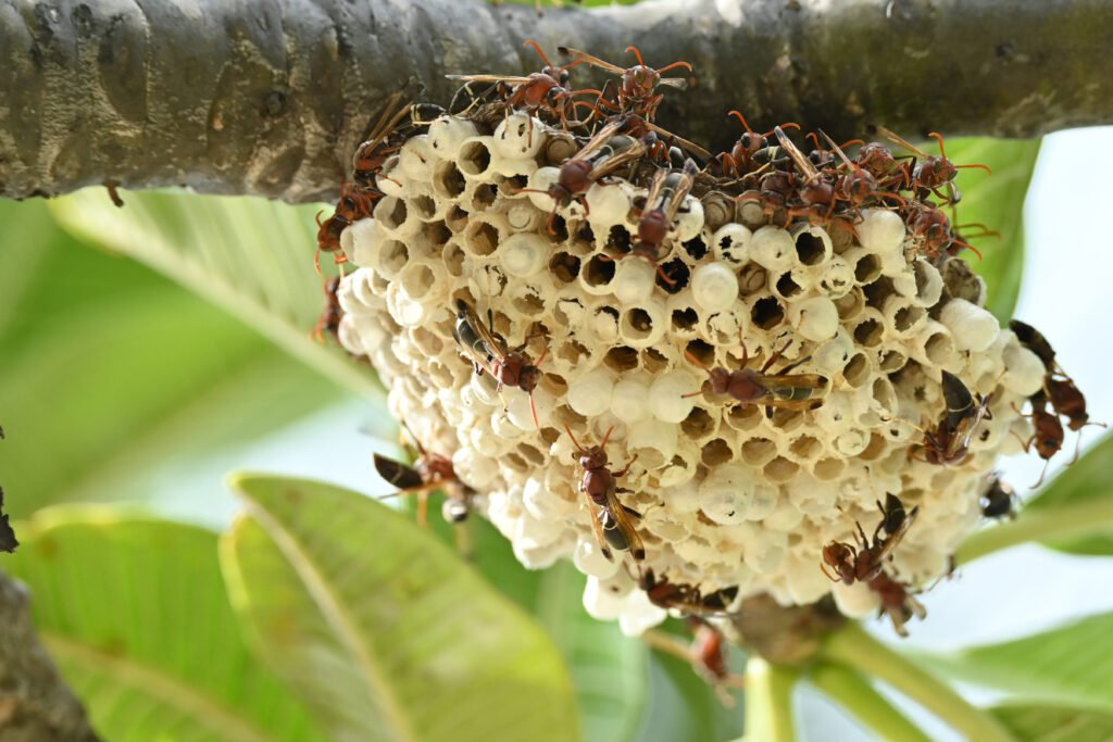 managing wasp populations
