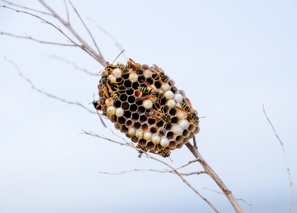 Wasps Extermination