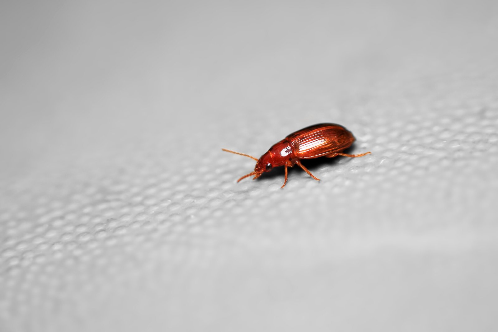 Bed Insects