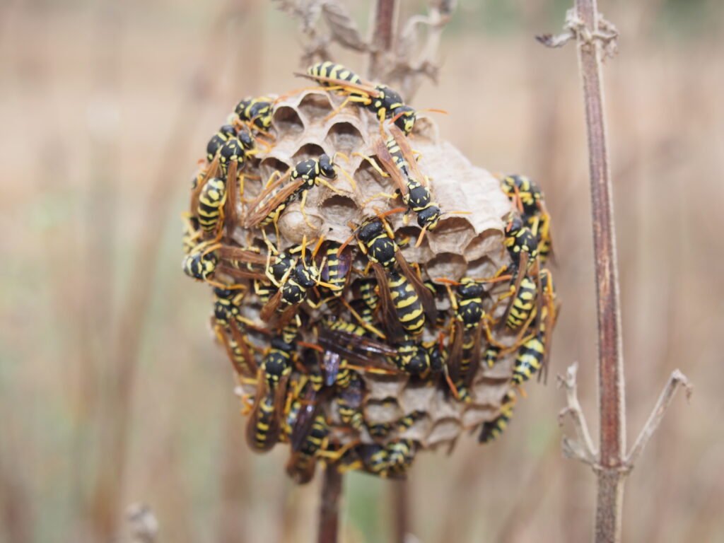 Wasps Removal Service
